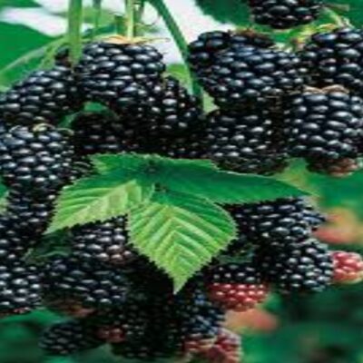 Blackberry - Rubus ursinus 'Black Satin'