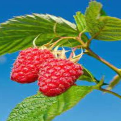Raspberry - Rubus idaeus 'Coho'